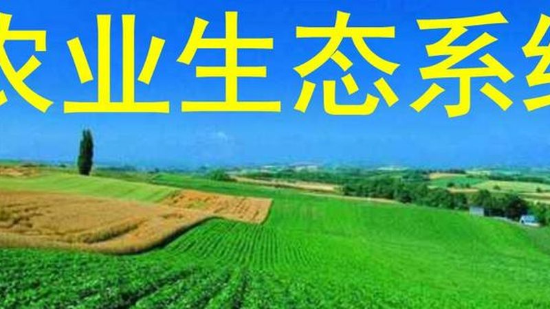 绿色食品与普通食品：选购背后的秘密