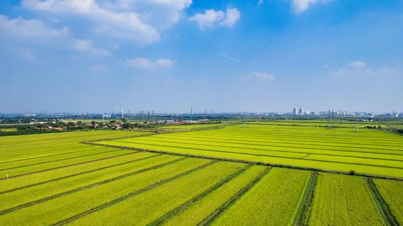 合作社新篇章：种植类农民专业合作社的成立之路**