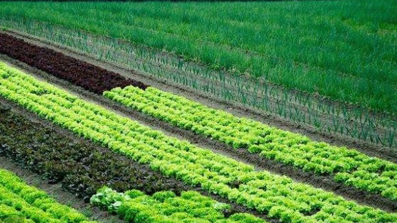 广东休闲农业政府补贴政策解读：如何抓住发展机遇
