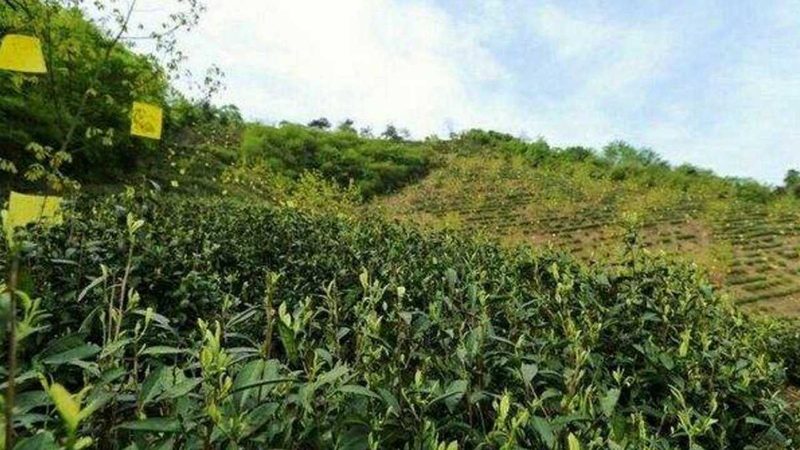 楼顶盆栽水果苗：如何选择合适的品种与价格