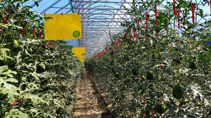 水肥一体化：现代农业的精准灌溉与施肥之道