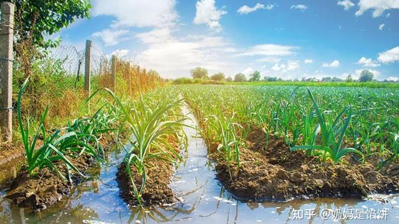 绿色食品认证产品目录：揭秘绿色食品的“身份证