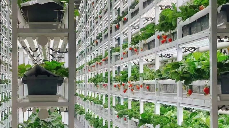 智慧农业补贴政策：助力农业现代化发展